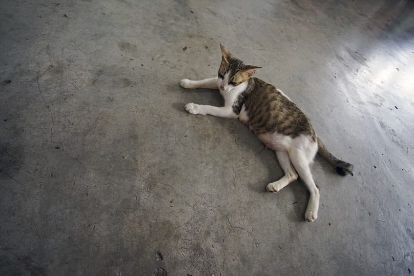 Fundkatze