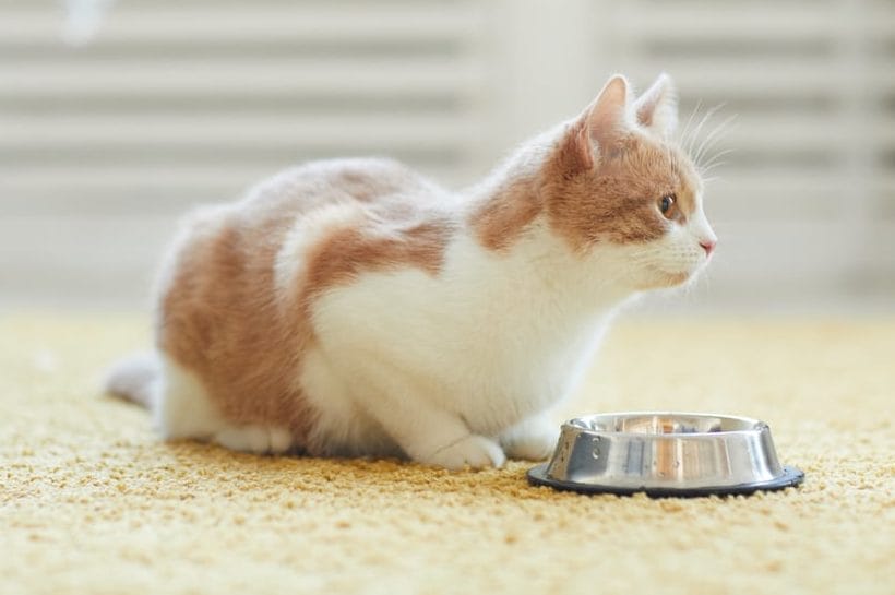 Futtermittelallergie Katze