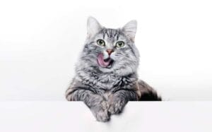Futterumstellung bei Katzen