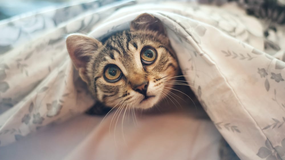 Gefahren für Katzen