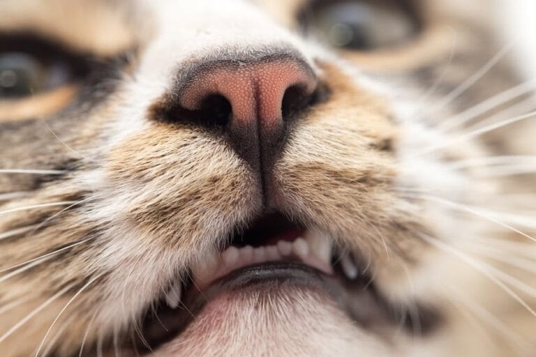 Welche Gerüche mögen Katzen nicht