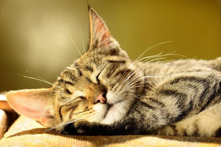 Getigerte Katzen