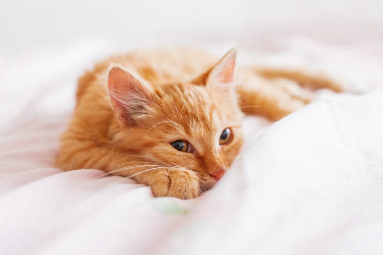 Giardien Katze