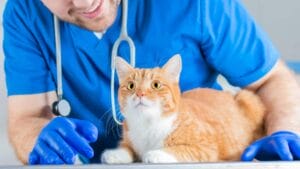 Giardien Katze