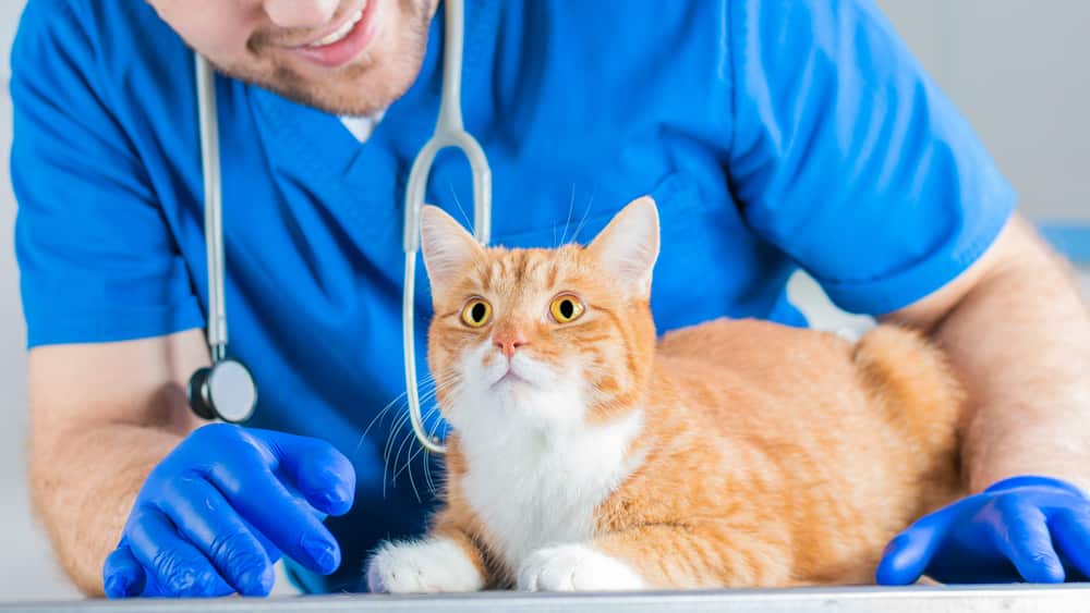 Giardien Katze