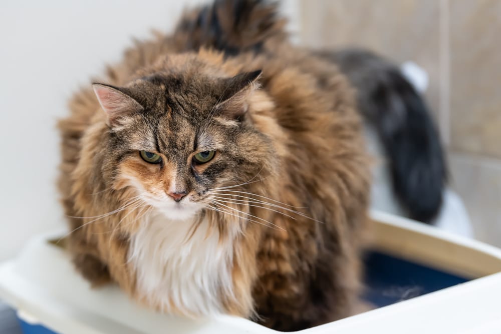 Giardien bei Katzen: Katze hat Durchfall auf dem Katzenklo