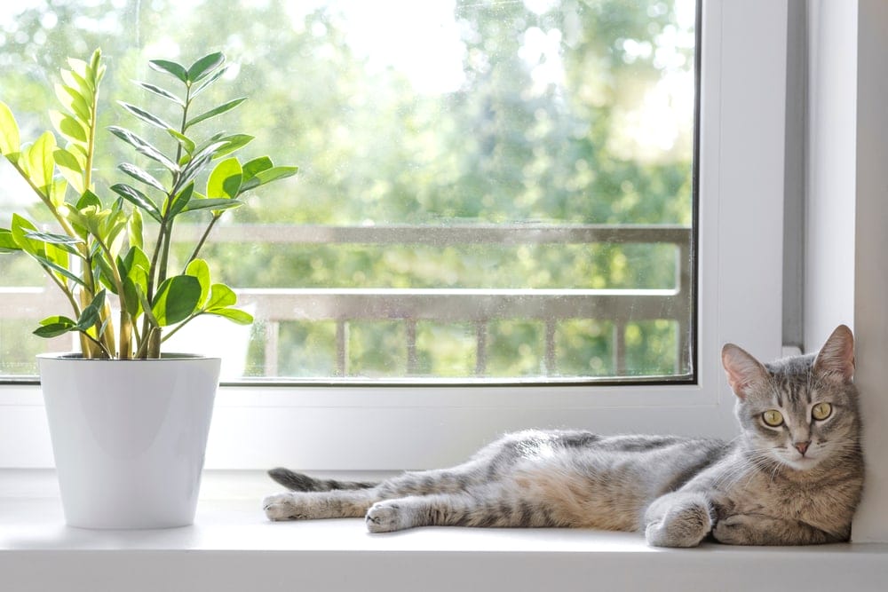 Zimmerpflanze Glücksfeder Giftig für Katzen? • katzenkram