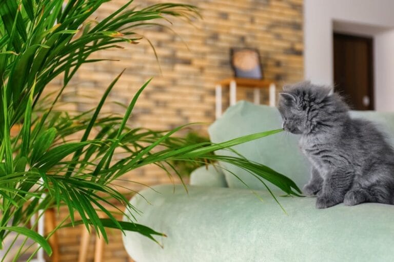 Ist die Areca-Palme / Goldfruchtpalme für Katzen giftig?