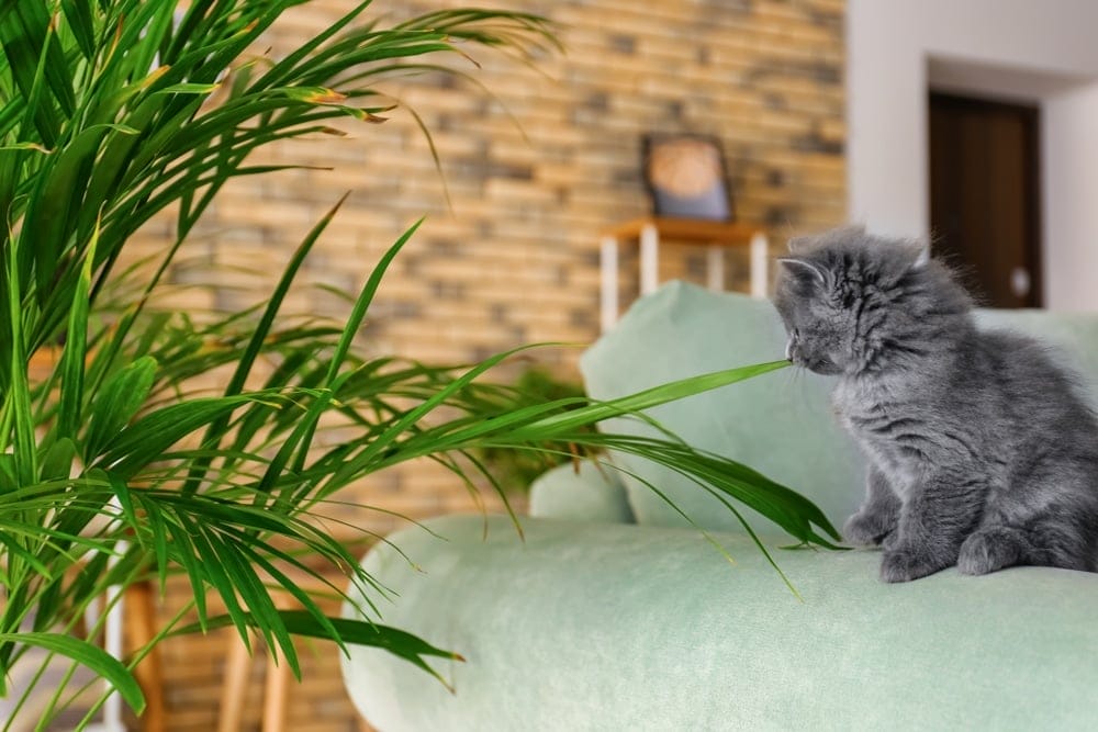 Ist die Areca-Palme / Goldfruchtpalme für Katzen giftig?