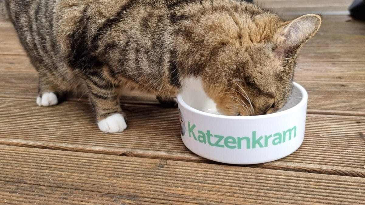 Grau Schlemmertöpfchen Katzen