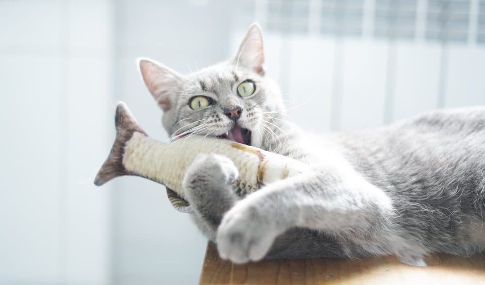 Graue Katzen Charakter