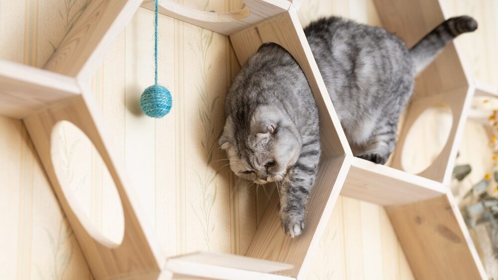 Graue Katzen Pflege und Haltung