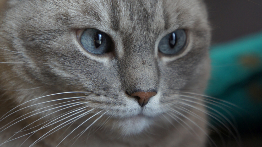 Graue Katzen mit blauen Augen