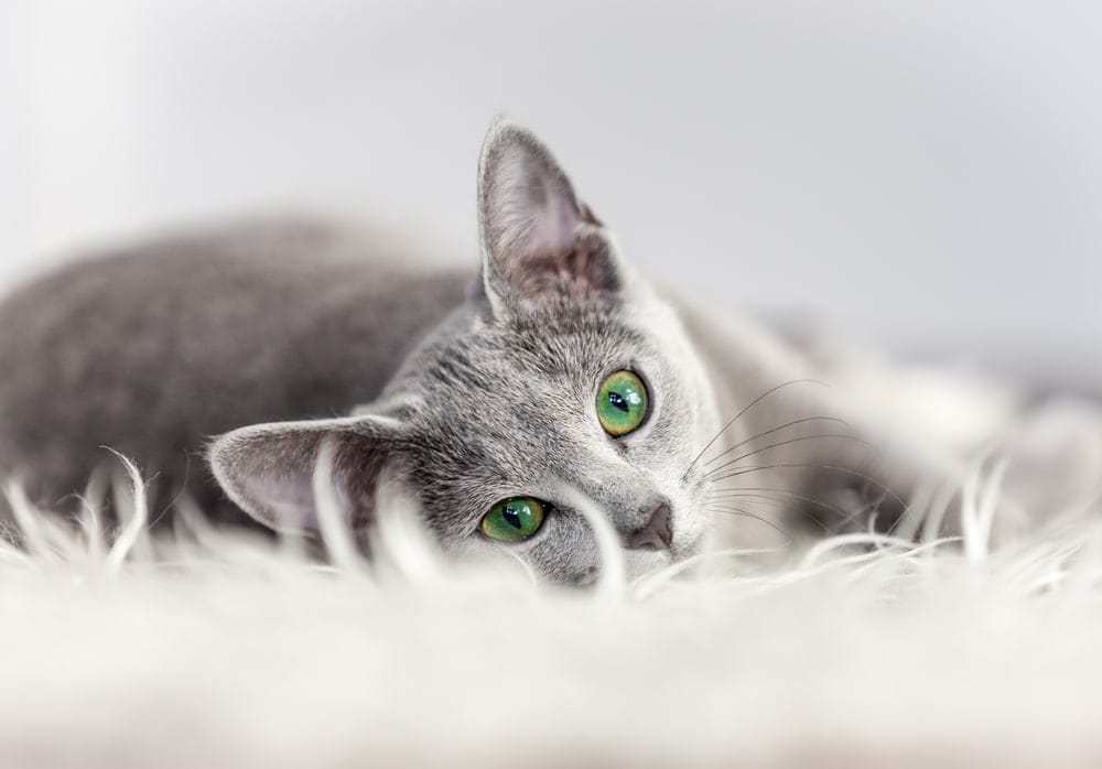 Graue Katzen