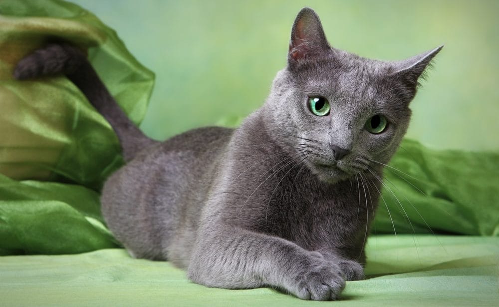 Graue Katzenrassen: Russisch Blau