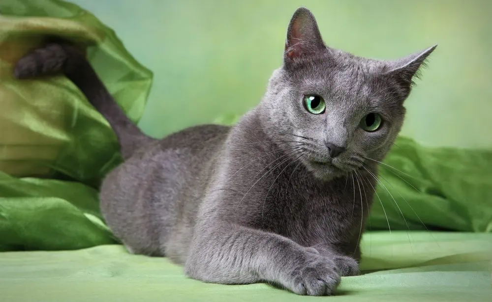 Graue Katzenrassen: Russisch Blau