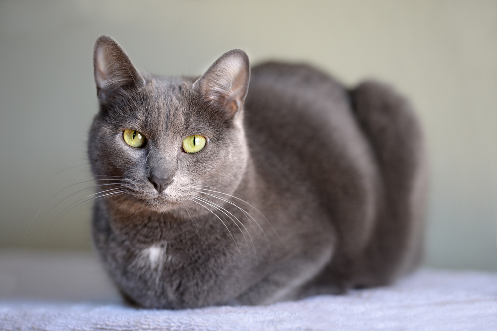 Graue Korat Katze