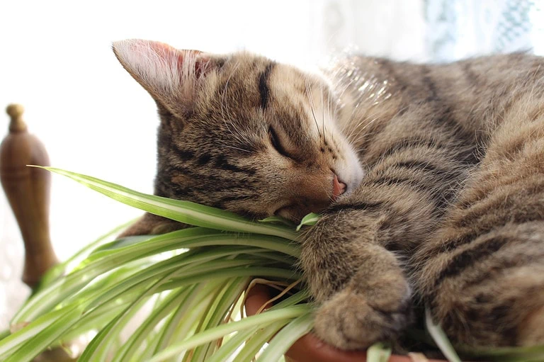 Grünlilie giftig für Katzen?