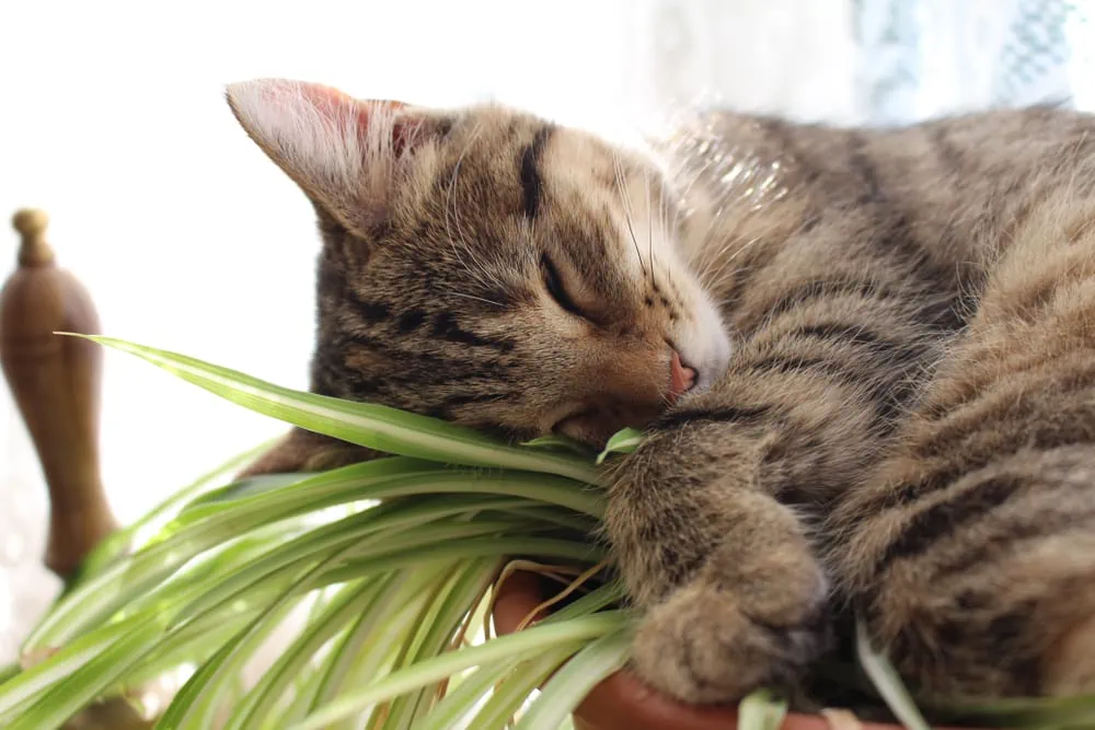 Grünlilie giftig für Katzen?