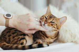 Tipps für eine gute, harmonische Beziehung zwischen Mensch und Katze