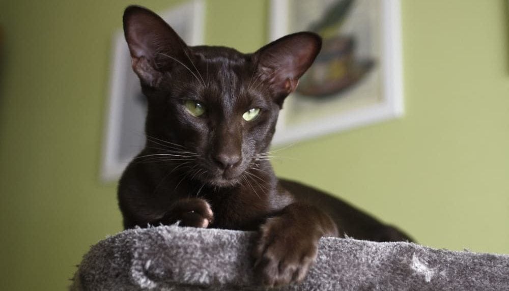 Havana Katze teure Katzen
