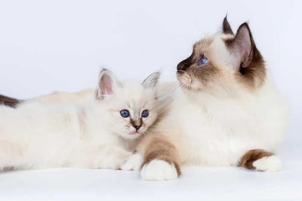 Heilige Birma Katze kaufen