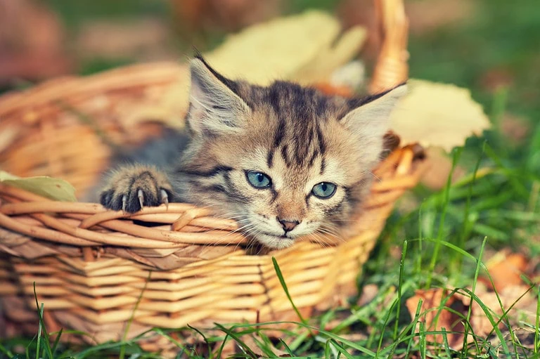 Herbstkatzen oder Stoppelkatzen