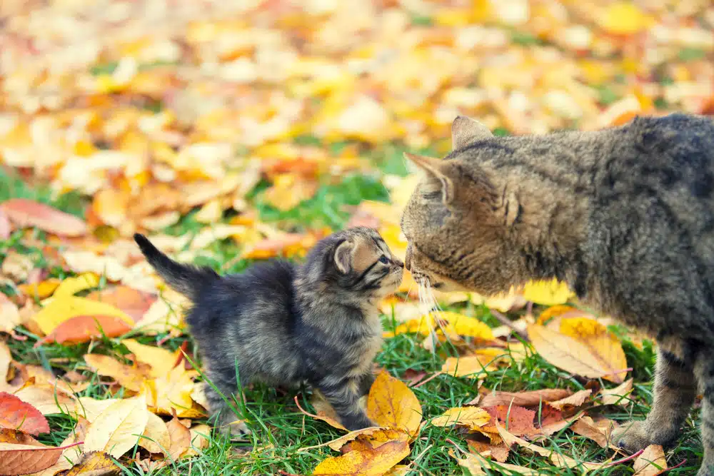 Sind Herbstkatzen oder Mainkatzen besser?