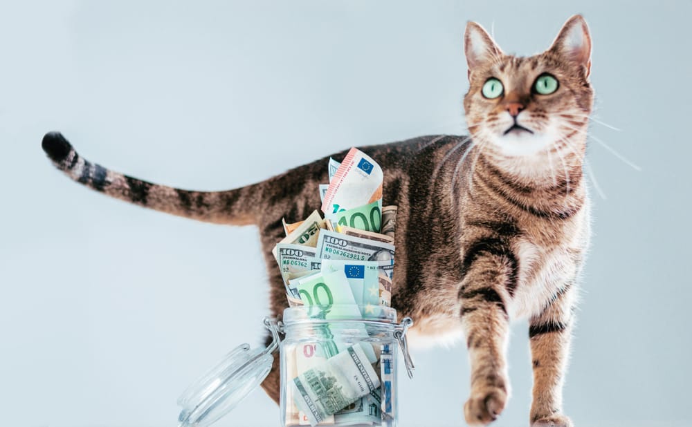 Katze sitzt neugierig neben einem Glas voller Geldscheine – Symbolbild für die Investition in hochwertige Katzenernährung.