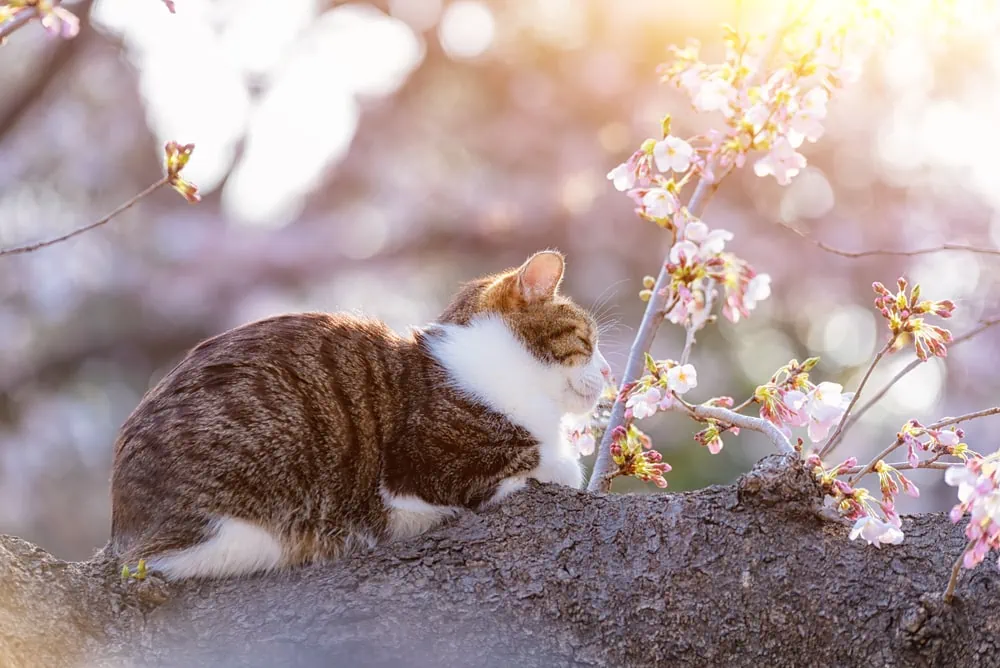 Japanische Katzennamen weiblich