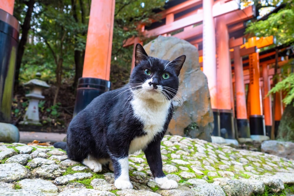 Japanische Katzennamen