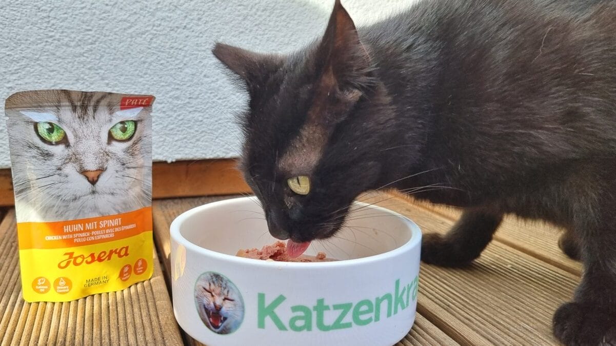 Josera Katzenfutter Praxistest und Vergleich