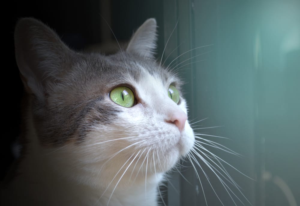 Katze schaut aus dem Fenster