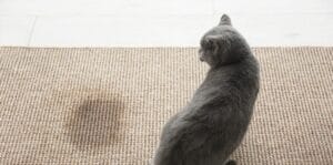 Katzenurin entfernen Anleitung