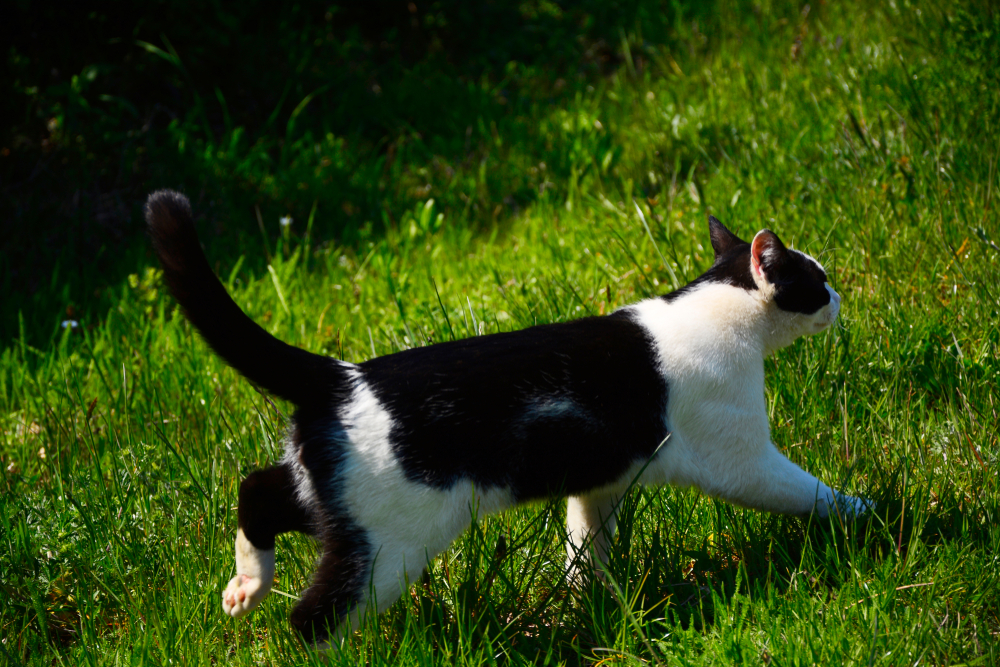 Kater Paarungsverhalten