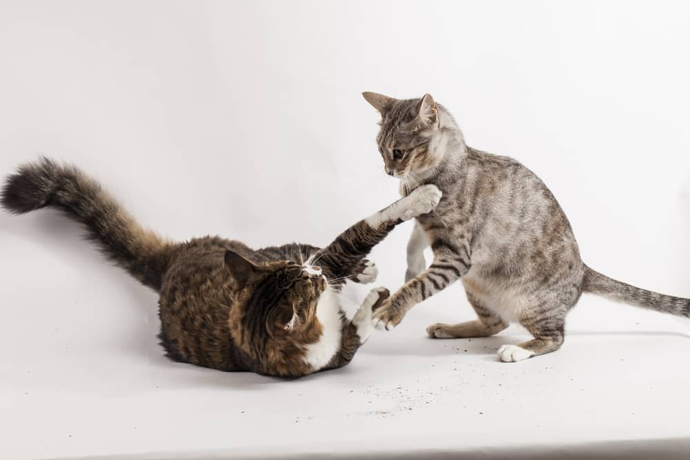 Kater Unterschied zu Kätzin