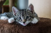 Deine Katze Schlingt 5 Tipps Gegen Hastiges Fressen