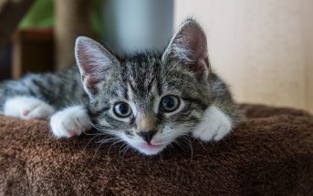 5 Tipps Neue Katze Zieht Ein Katzen Erfolgreich