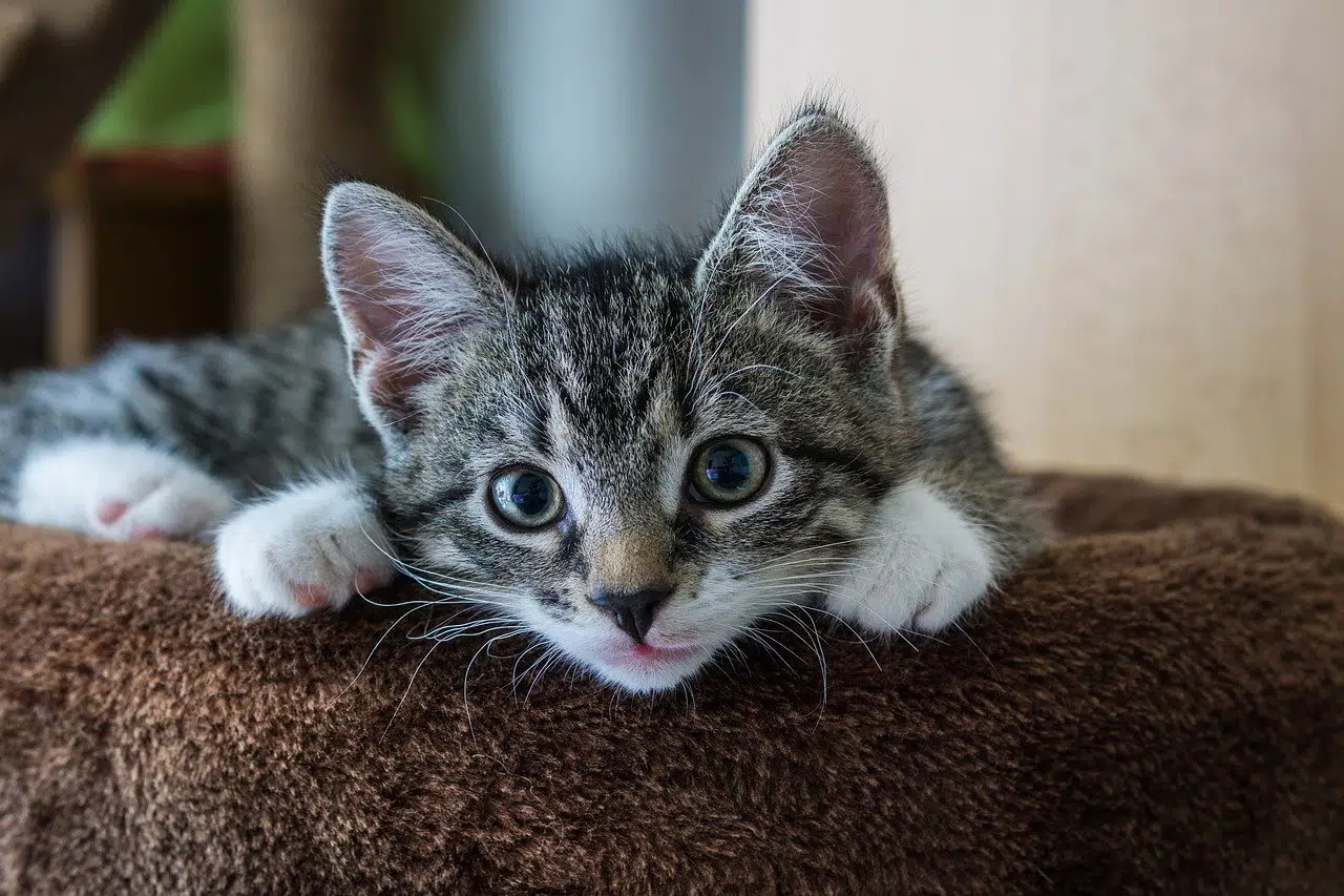 Katzennamen Kater Katzennamen Kater