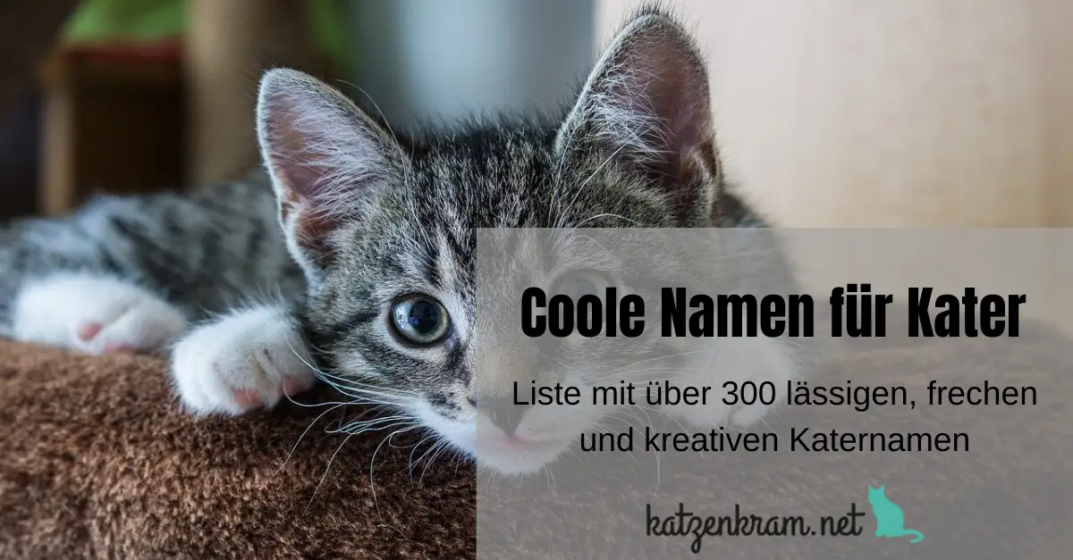 Katernamen Liste mit den coolsten Namen für Kater (300+)