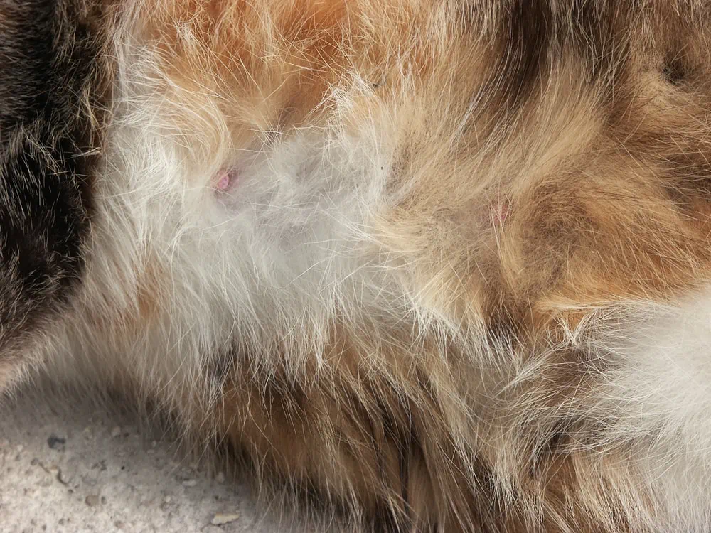 Ist meine Katze trächtig?