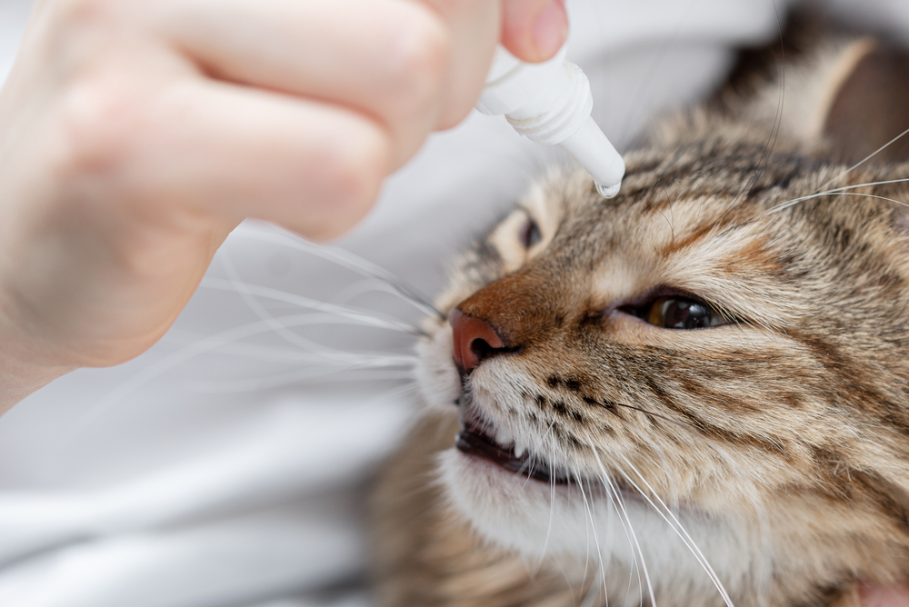 Katze Augentropfen an den Augenrändern des Vierbeiners