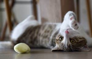 Katze spielt mit Baldriankissen