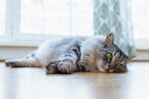 Katze Bauchschmerzen