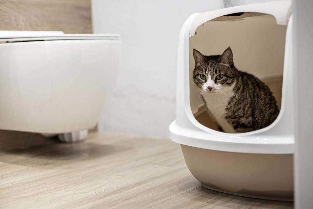 Katze Blut im Stuhl