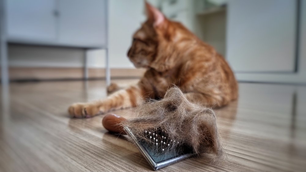 Katze Bürsten Putzen