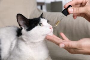 Katze CBD Öl