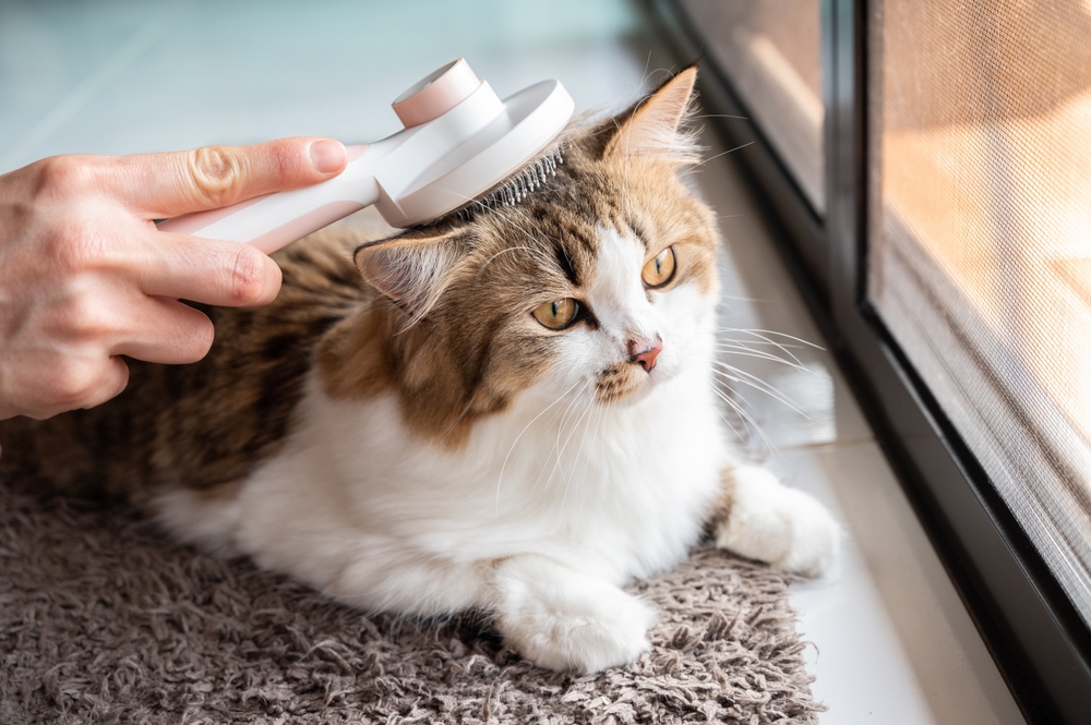 Katze Erbrechen Hausmittel