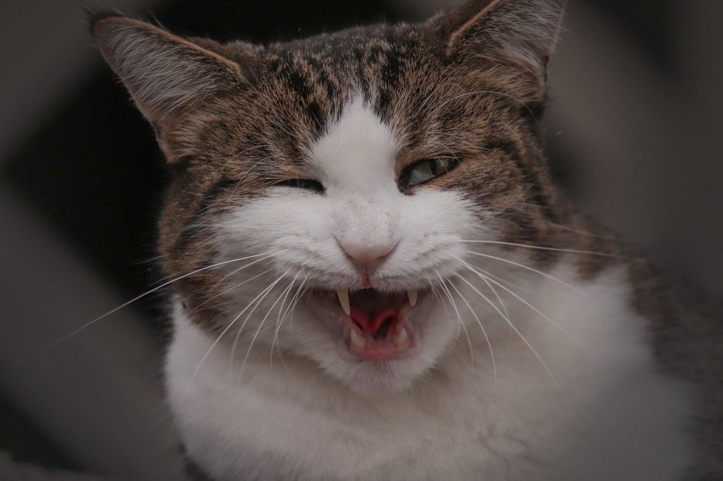 Flehmen: Katze hat den Mund geöffnet, um besser riechen zu können