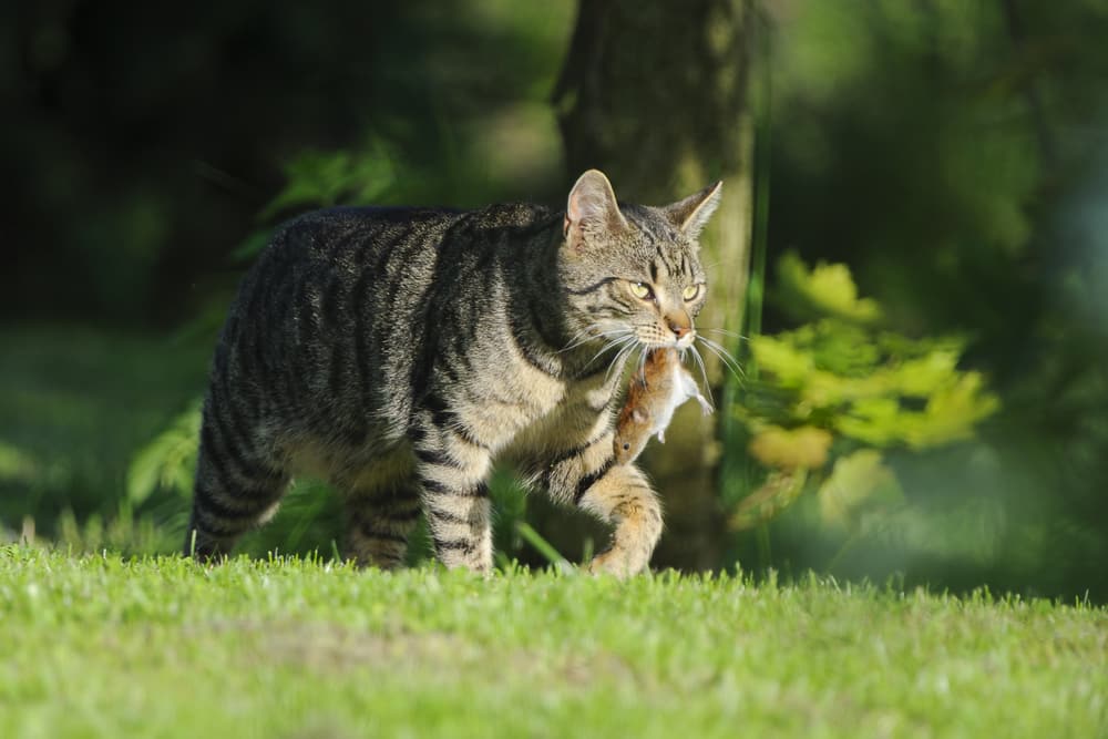 Die richtige Ernährung für Katzen: Fleisch